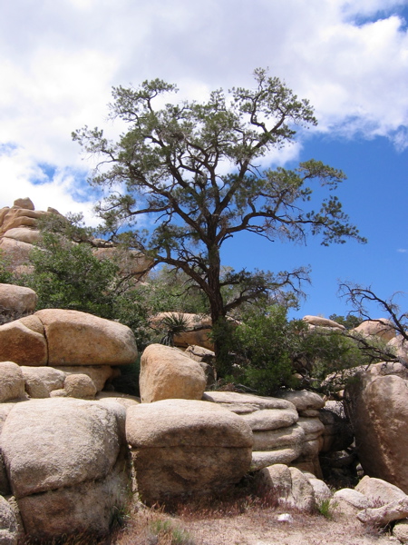 trail to Barker Dam 14