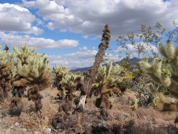 Cholla 1