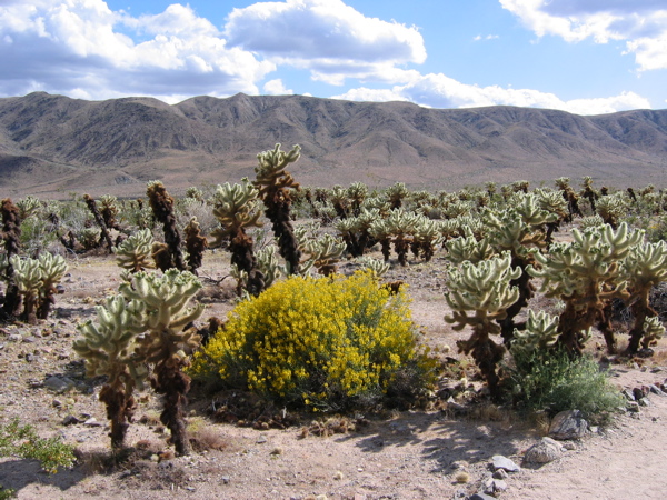 Cholla 3