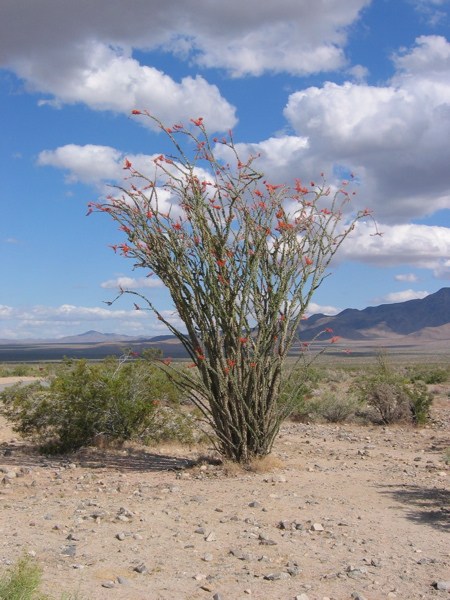 Ocotillo