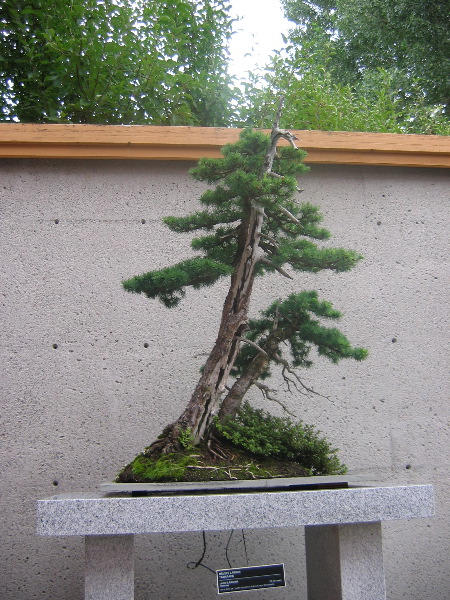 Bonsai 3