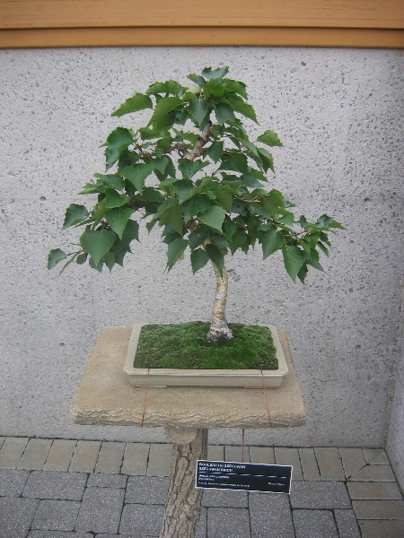 Bonsai 1