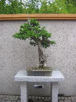 Bonsai 2