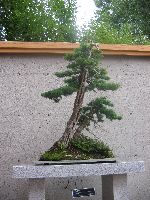 Bonsai 3