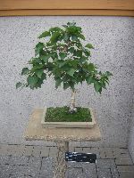 Bonsai 1